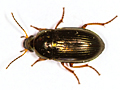 Amara familiaris